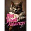 Piatnik - You Look Purrrfect 